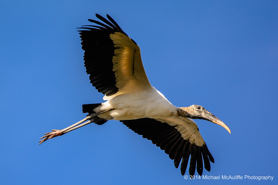 A Wood Stork in flight at Gatorland in Orlando Florida