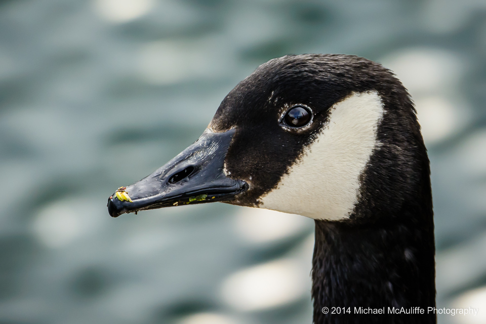 Canada Goose on the waterfront in Edmonds Washington.