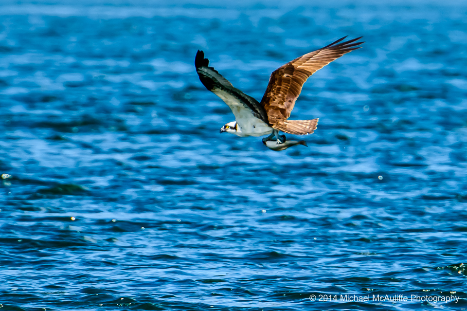 An Osprey with a fish that it just caught in Wapato Lake
