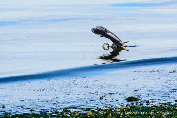 A Heron strike in the early morning on the Edmonds waterfront.