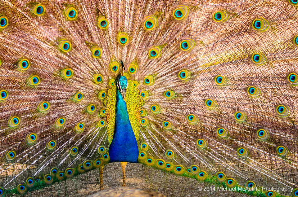 A Peacock displaying its plumage at Smith's Tropical Paradise on Kauai