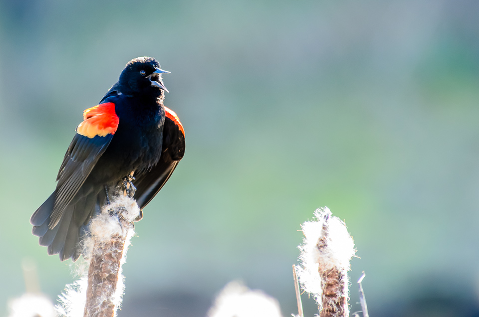 Red-winged Blackbird in Edmonds Marsh