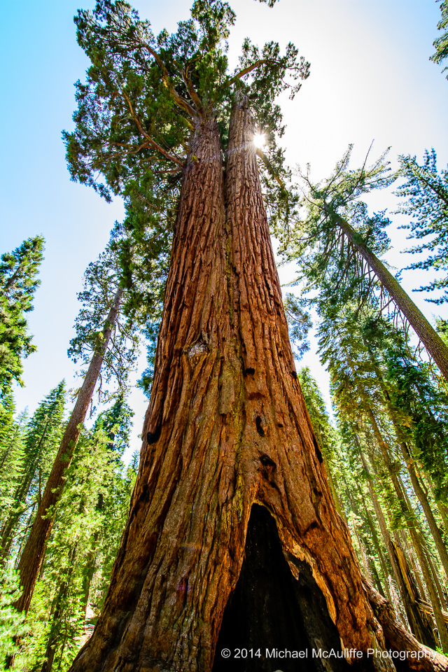 Giant Sequoia at Mariposa Grove in Yosemite
