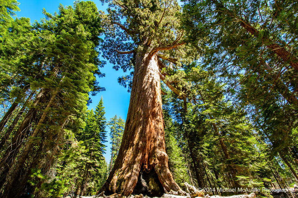 Mariposa Grove Giant Sequoia