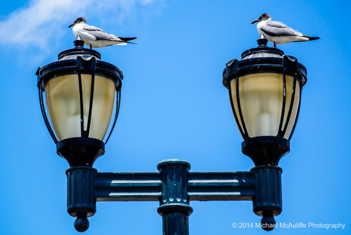 Two birds on lamps near the Mississippi River in New Orleans.