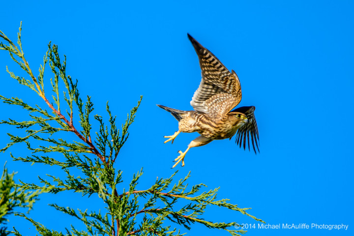 A merlin flying away from its perch at the top of a tree at the Edmonds marsh.