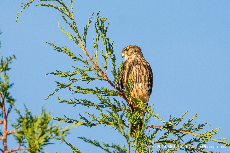 A merlin sitting in a tree at the Edmonds marsh.