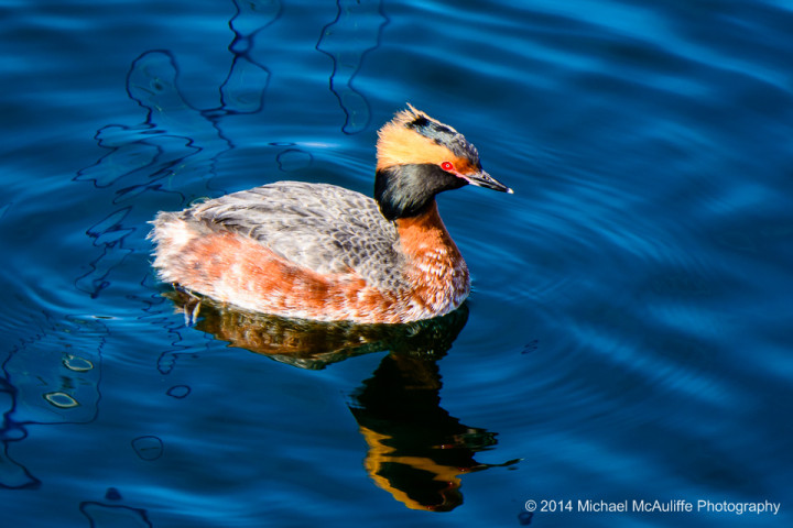 A horned Grebe in breeding plumage on the waterfront in Edmonds, Washington.
