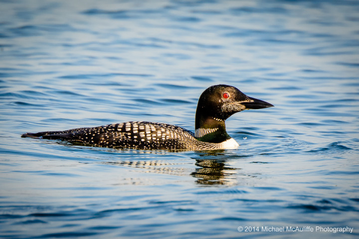 Common Loon from Semiahmoo Spit
