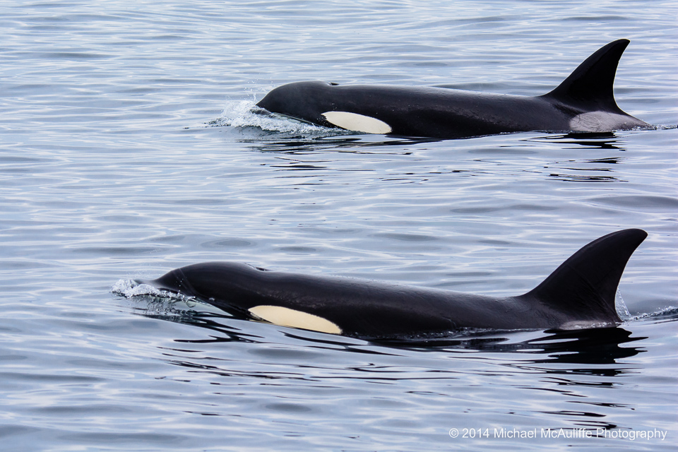 Orca Whales off the San Juan Islands