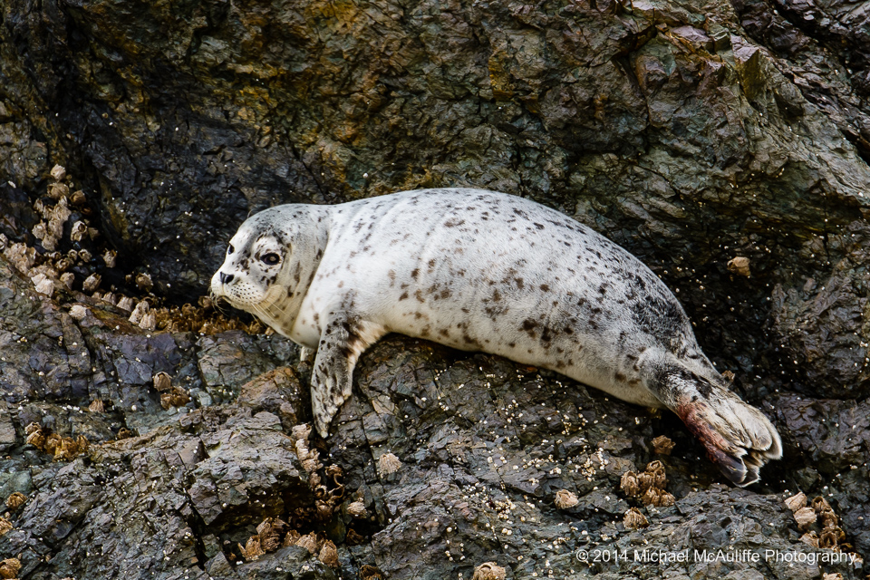 A seal on the shoreline in the San Juan Islands