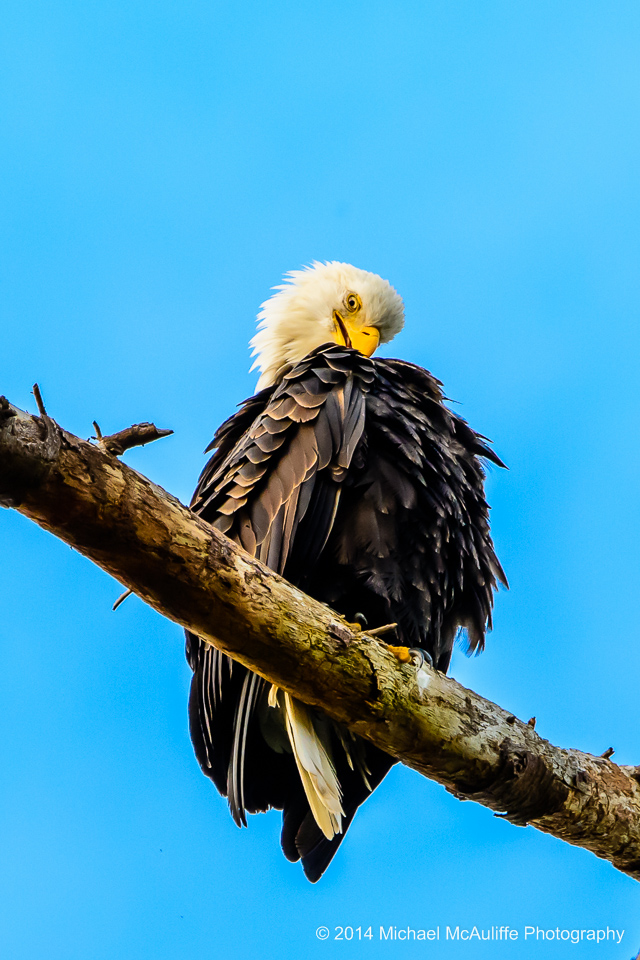 A bald eagle grooms it feathers at the Edmonds marsh.