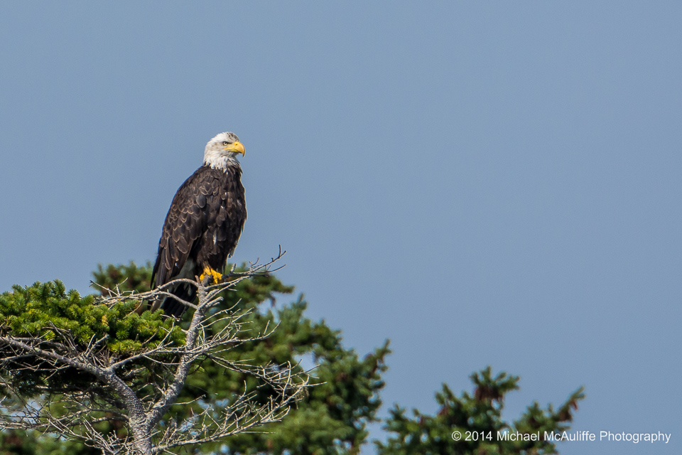 A Bald Eagle in a tree in the San Juan Islands