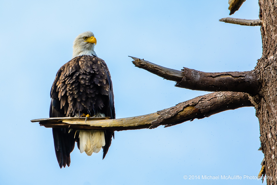 A bald eagle in a tree at the Edmonds marsh.