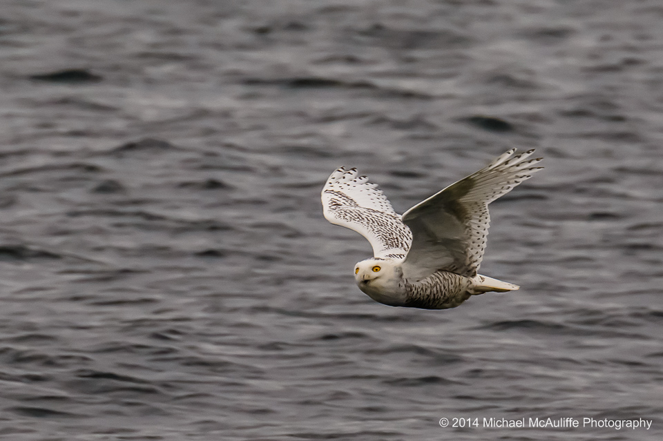 A Snowy Owl in flight over the Puget Sound.  Photo taken from the fishing pier in Edmonds, Washington.