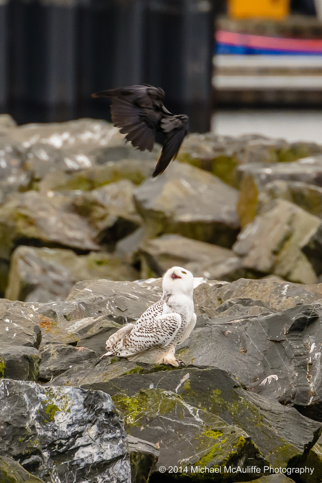 A Snowy Owl being harassed by a crow on the breakwater at the marina in Edmonds, Washington.