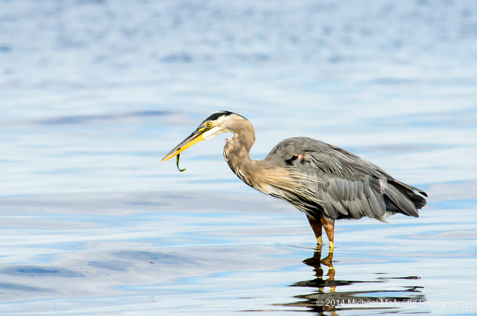 A Great Blue Heron on the waterfront in Edmonds, Washington.