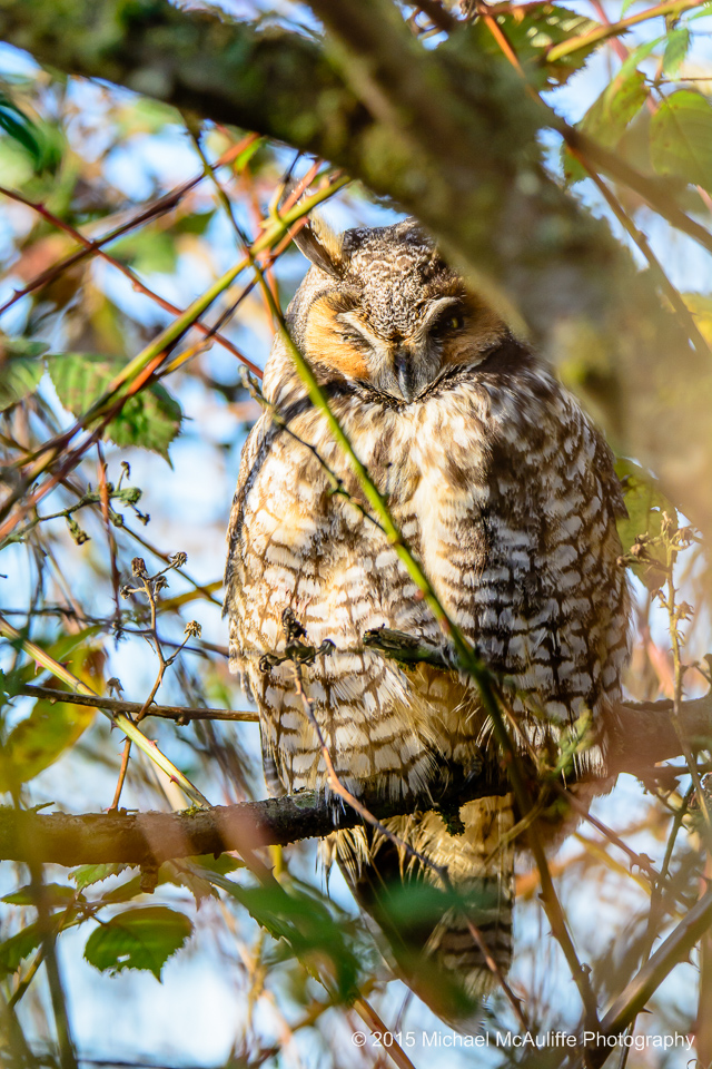 A Long-eared Owl resting in a tree at Eide Road on Port Susan Bay near Stanwood, Washington.