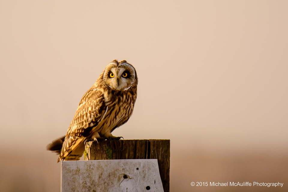 A short-eared owl on a post near Stanwood, Washington.
