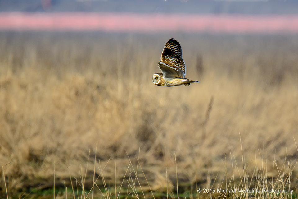 Short-eared Owl in Flight at Eide Road near Stanwood, Washington.