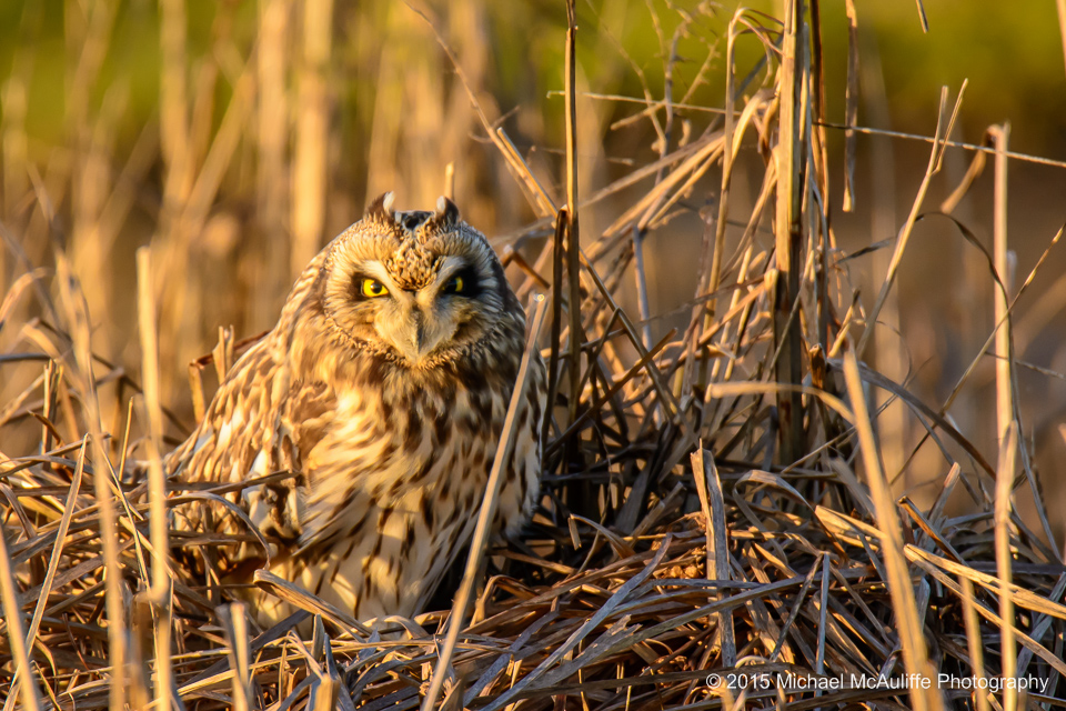 A Camouflaged Short-eared Owl near Stanwood, Washington.