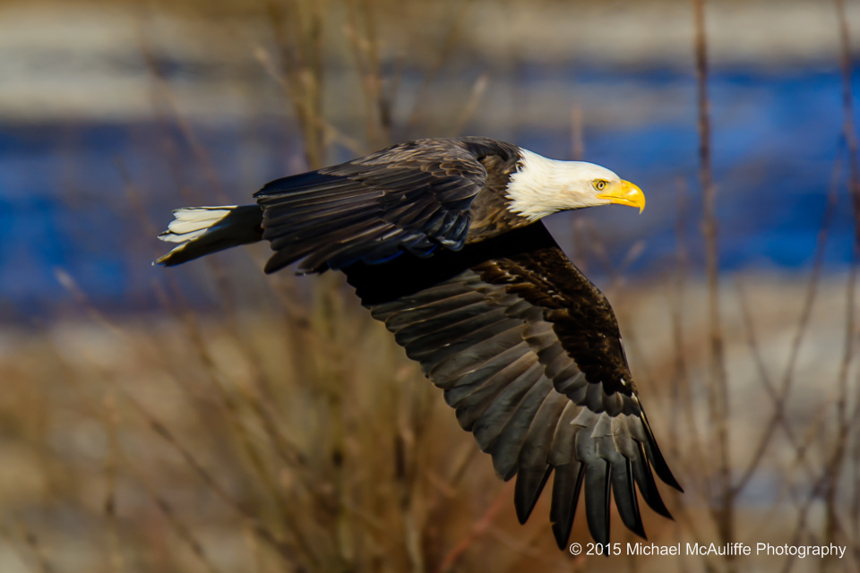 A Bald Eagle in flight over the Nooksack River in northwest Washington state.