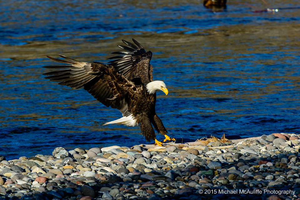 A Bald Eagle lands on the bank of the Nooksack river near Demming, Washington.
