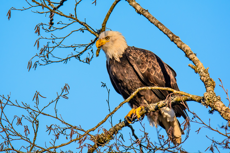 A Bald Eagle in a tree on the Nooksack River near Deming, Washington.