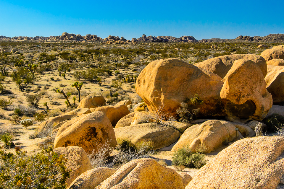 View from White Tank Campground in Joshua Tree National Park