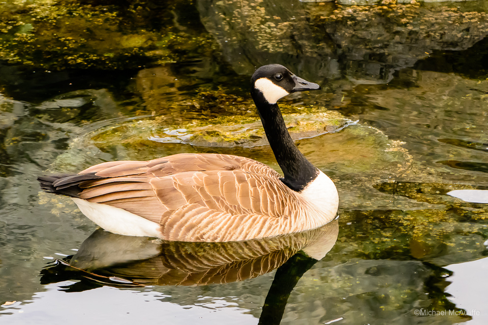 A Canada Goose on the waterfront in Edmonds, Washington.