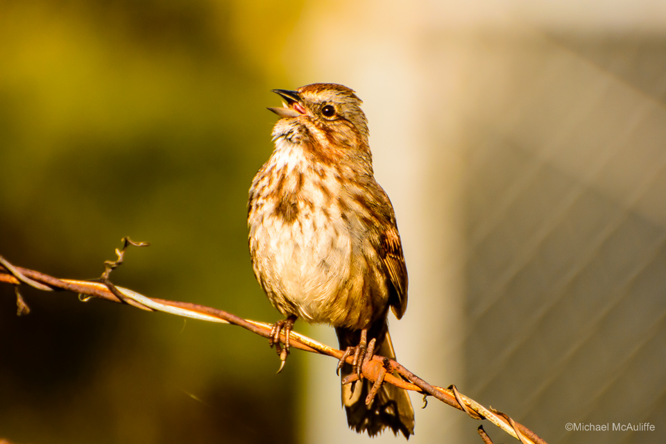 A Song Sparrow at the Edmonds marsh.