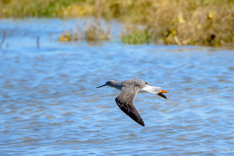 A Greater Yellowlegs at Leadbetter Point on the Long Beach peninsula