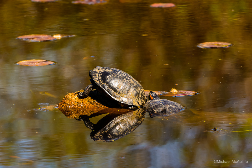 Two turtles in Lake Washington.