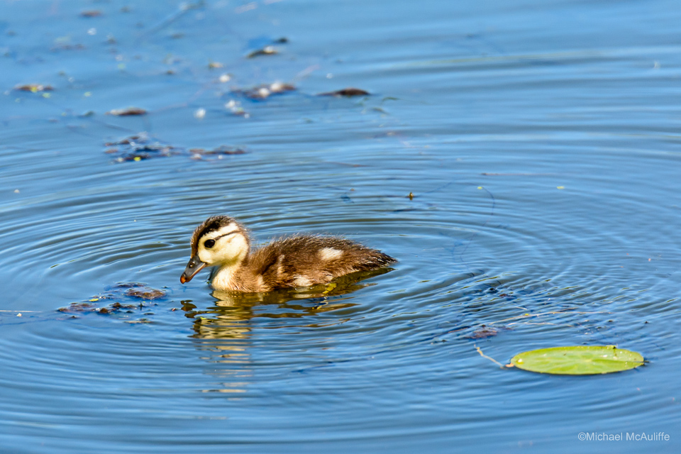 Baby Wood Duck at Union Bay on Lake Washington.