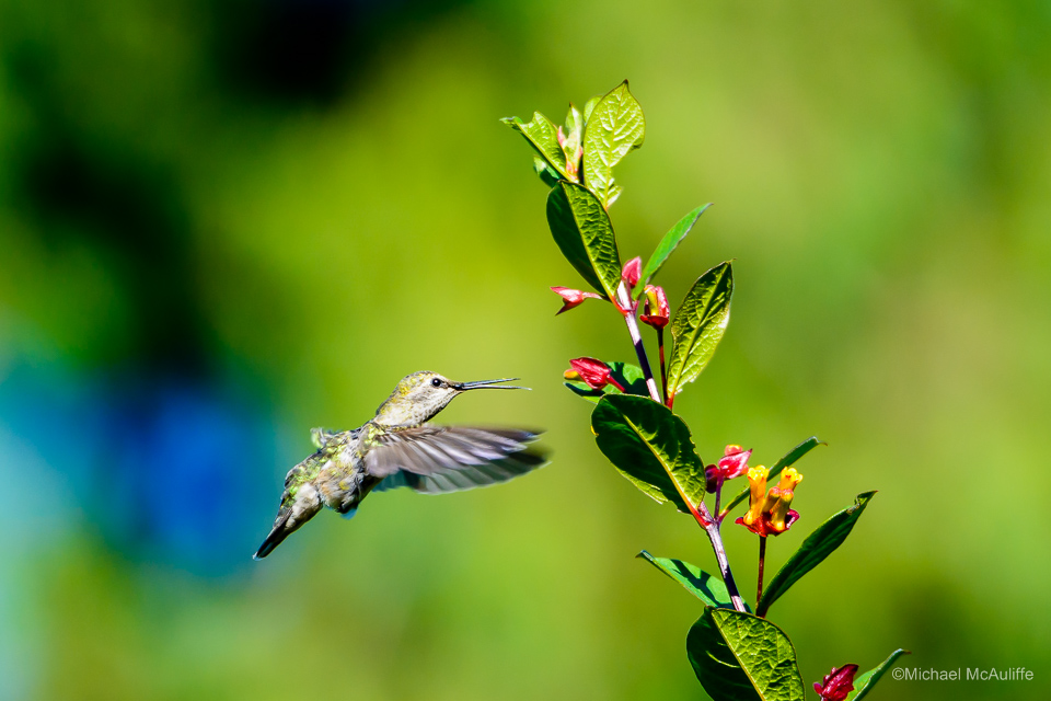 An Anna's Hummingbird feeding on a flower.