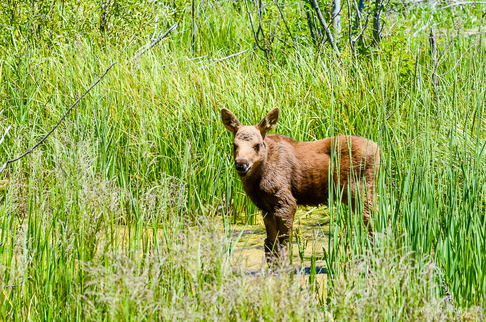 A baby moose in Grand Teton National Park.