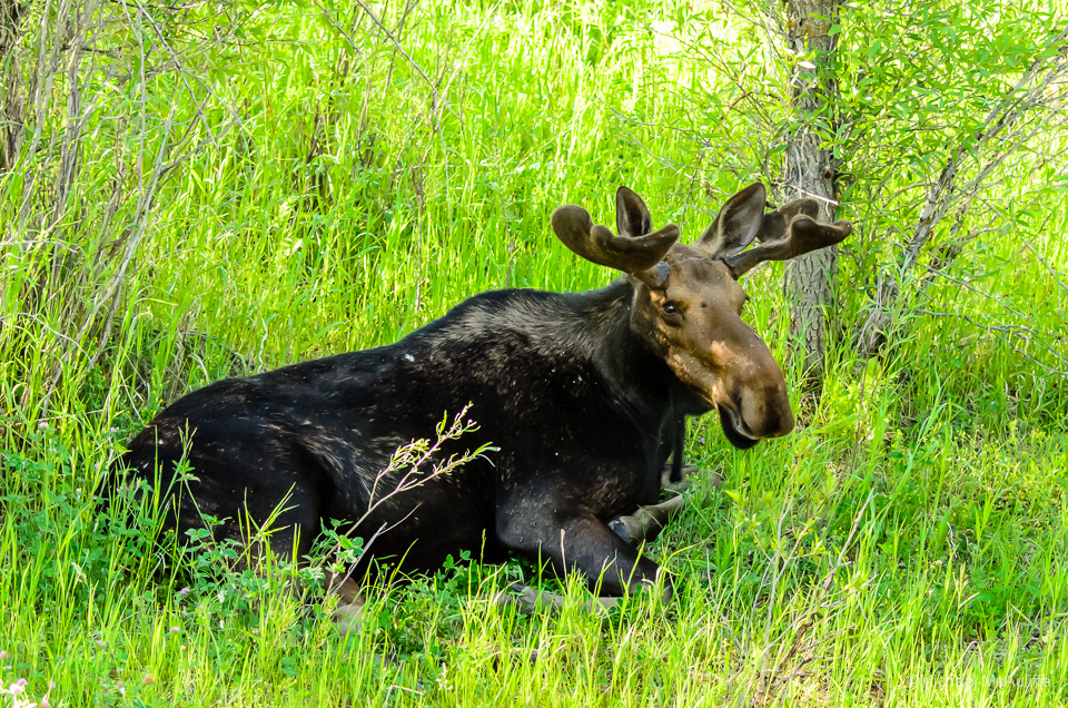 A moose in Grand Teton National Park