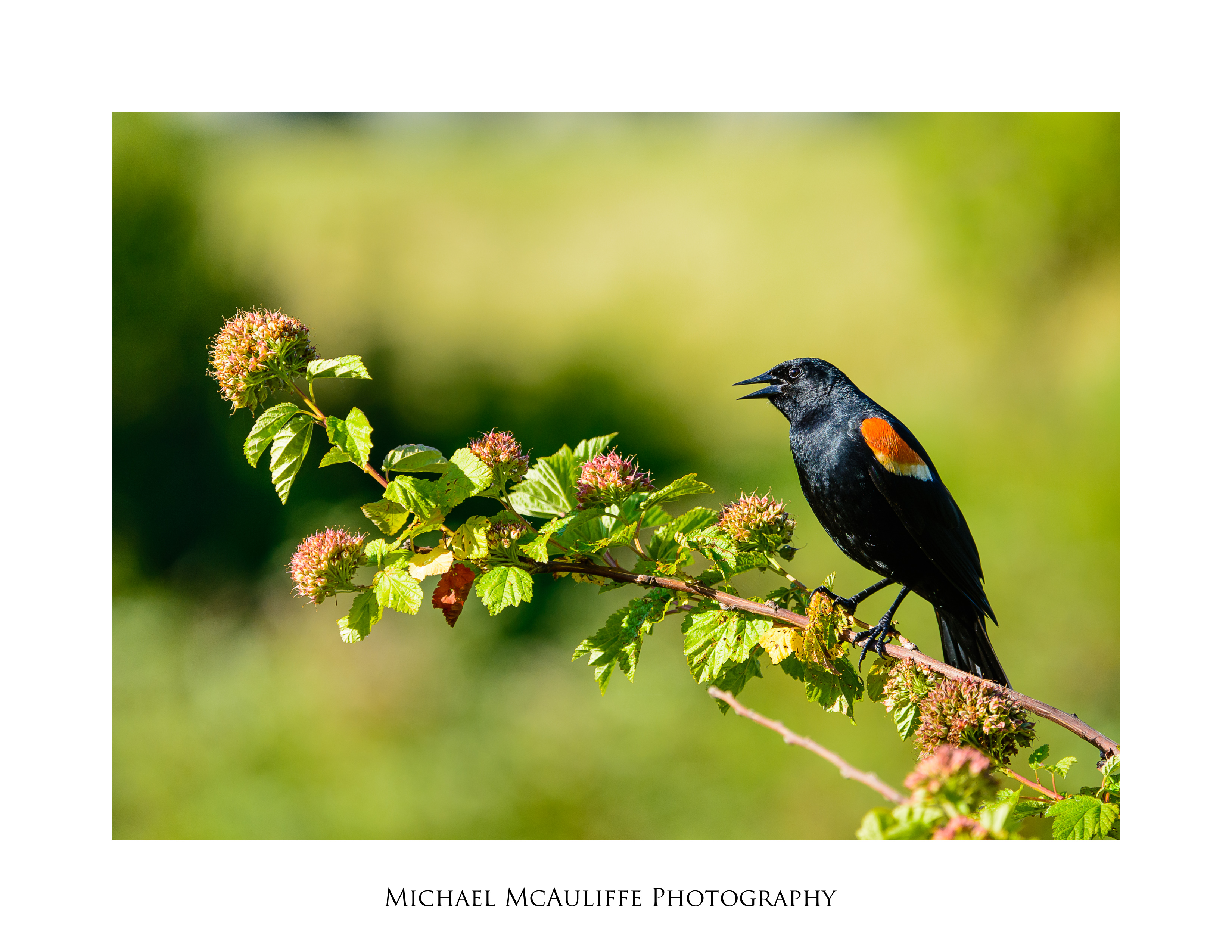 A Red-winged Blackbird