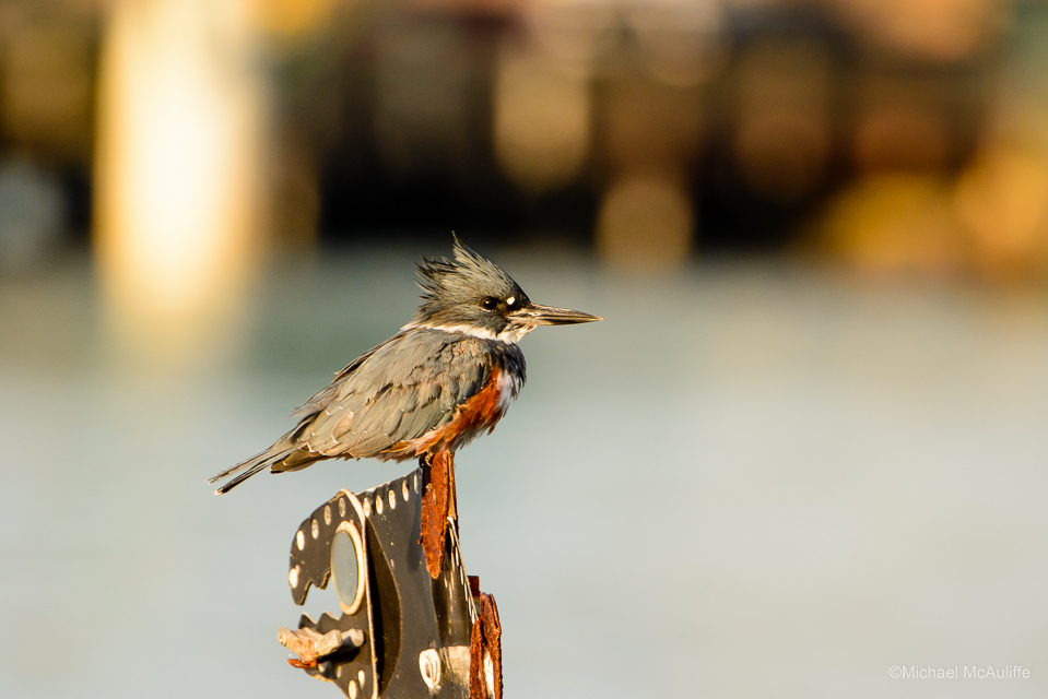 Belted Kingfisher on the waterfront in Edmonds, Washington