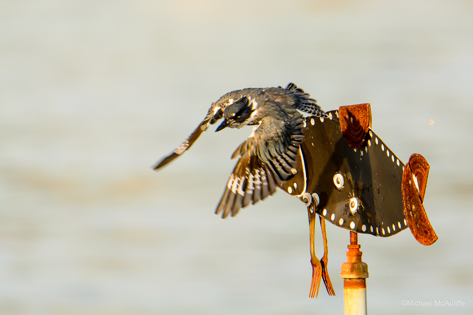 A Belted Kingfisher on the waterfront in Edmonds, Washington.