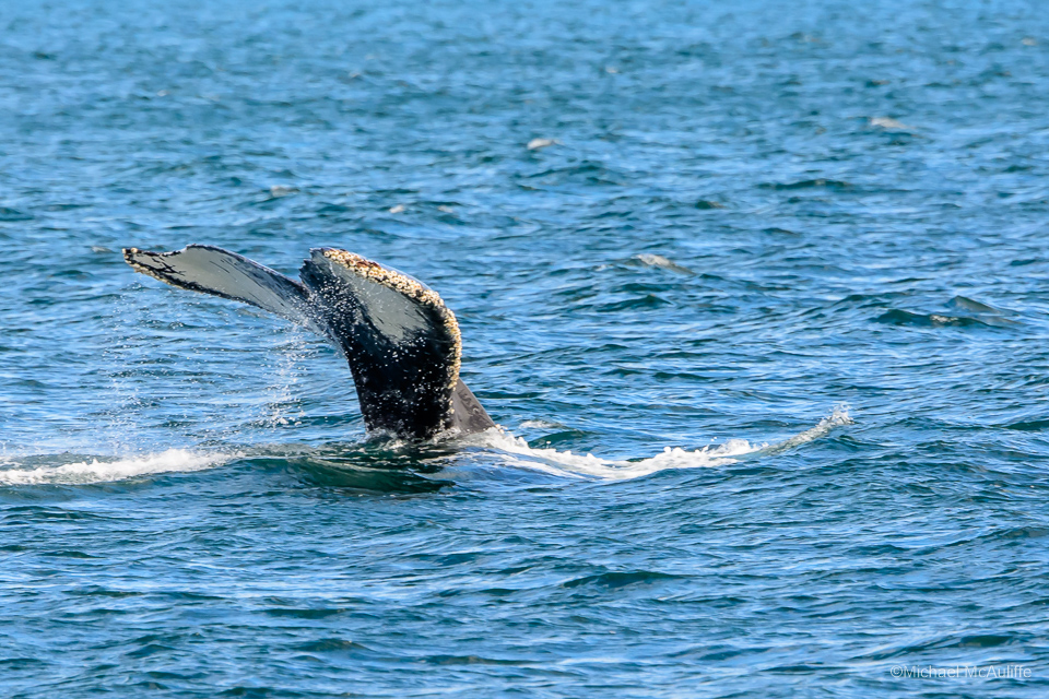 A Humpback Whale near the San Juan Islands in Washington State.