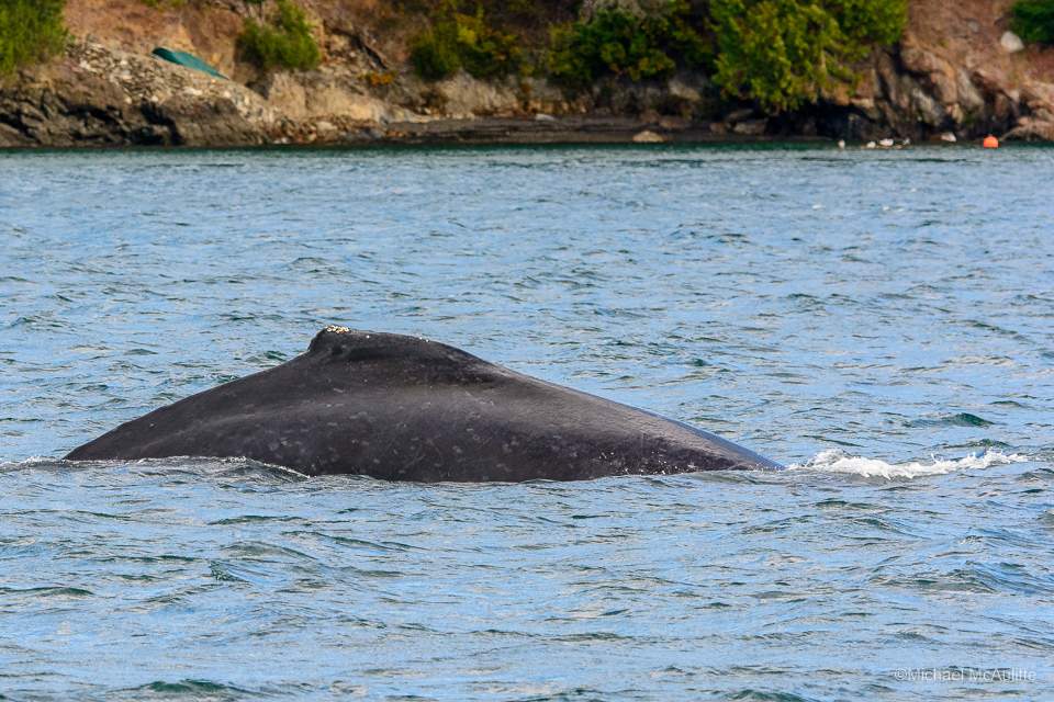 A Humpack whale near the San Juan Islands in Washington, State.