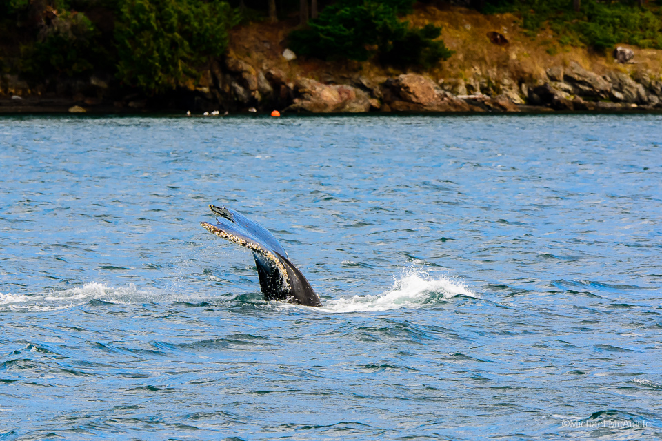 A Humpback whale in the waters of the San Juan Islands in Washington State.