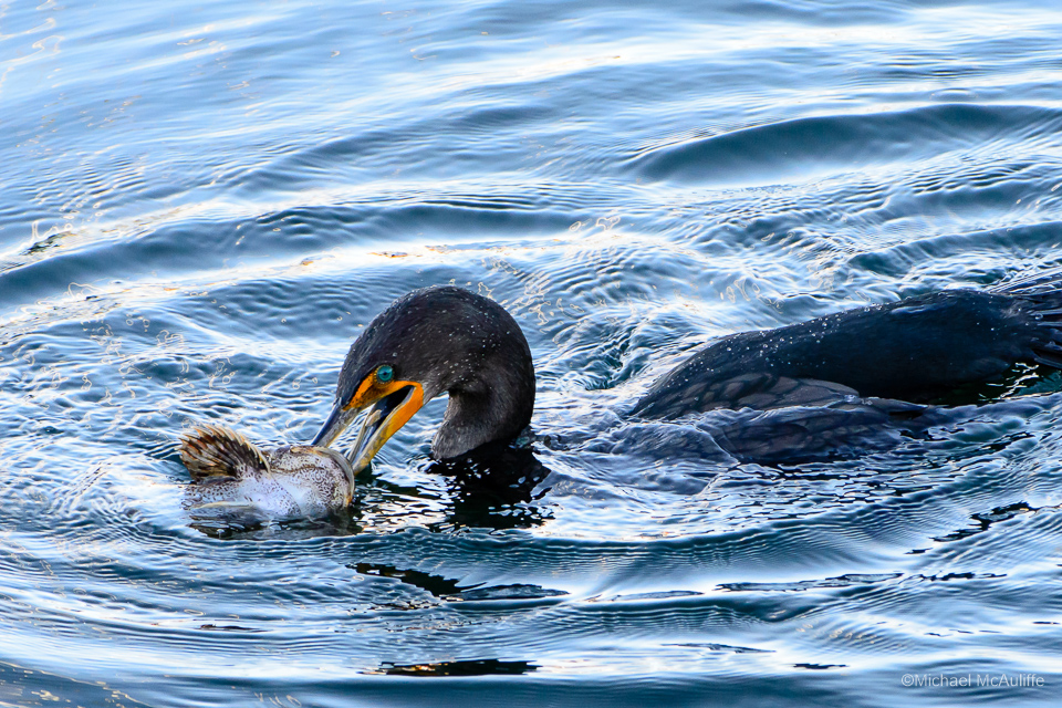 Fishing Cormorant