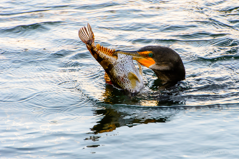 A Double-crested Cormorant with a fish