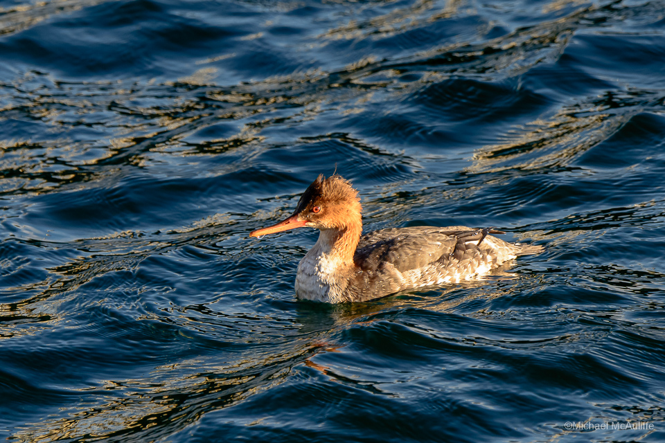 A Red-breasted Merganser on the waterfront in Edmonds, Washington.