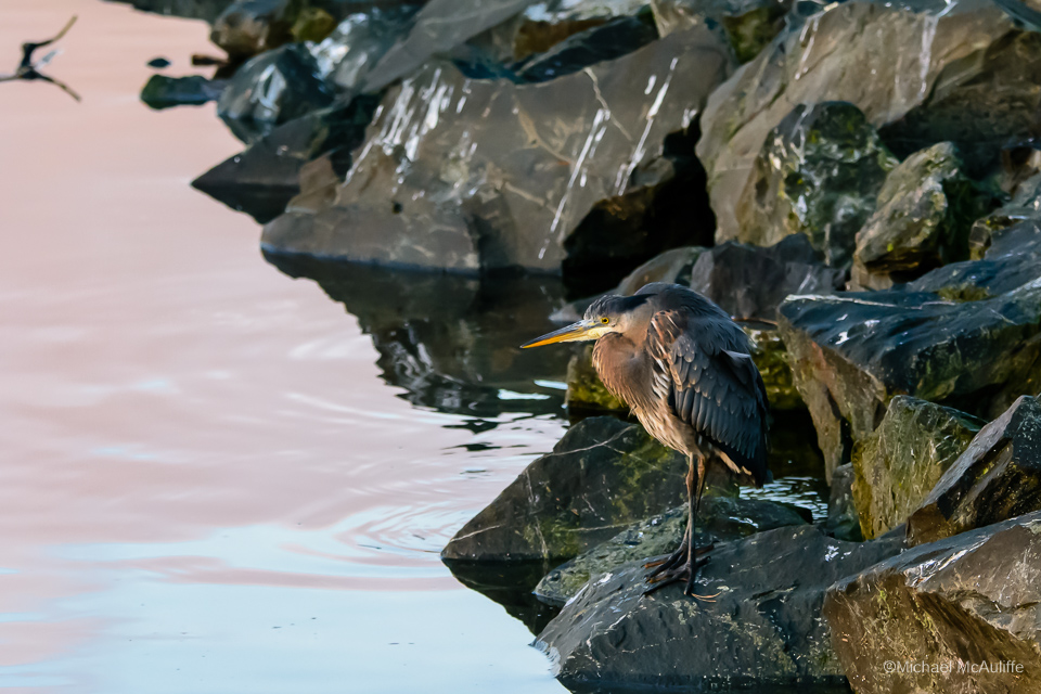 A Great Blue Heron on the waterfront in Edmonds, Washington.