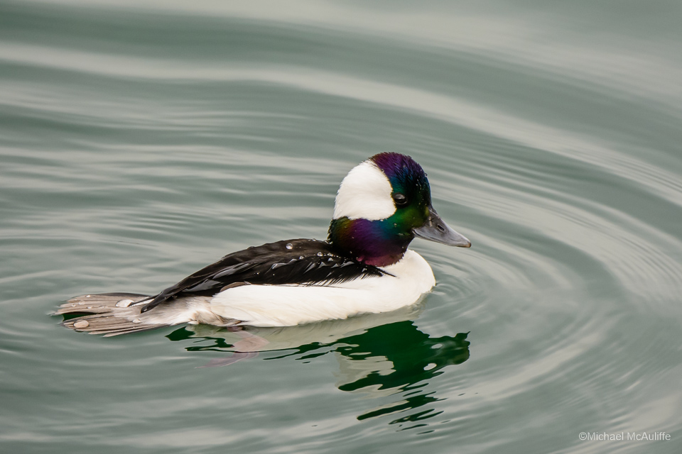 A male Bufflehead on the water in Edmonds, Washington.