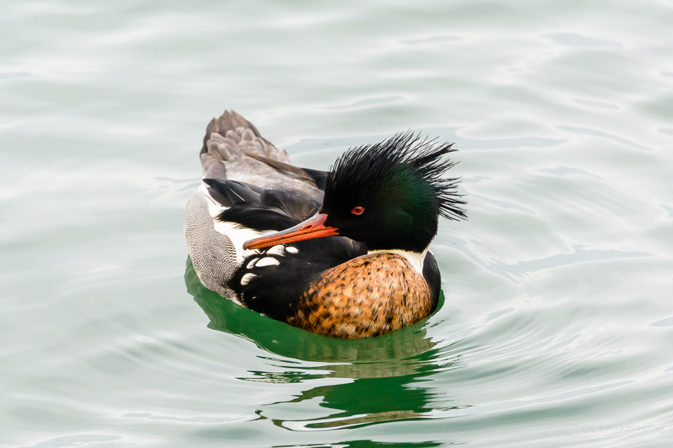 A male Red-breasted Merganser on the waterfront in Edmonds, Washington.