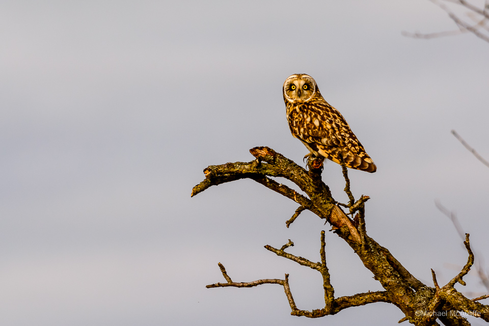 A Short-eared owl in a tree in Stanwood, Washington.